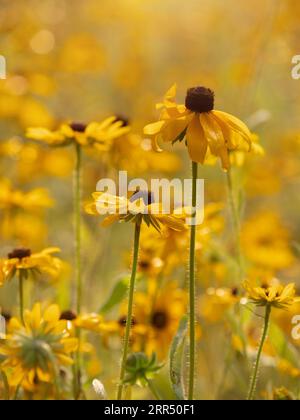 Black-eyed susan flowers grow wild in a meadow. Stock Photo