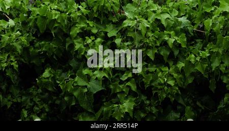 rain falling on green vegetation Stock Photo