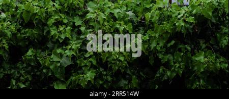 rain falling on green vegetation Stock Photo