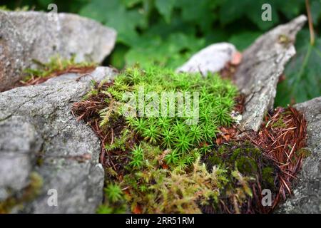 Bank Haircap Moss (Polytrichum formosum) growing on a stone wall in North Wales in the Summer Stock Photo