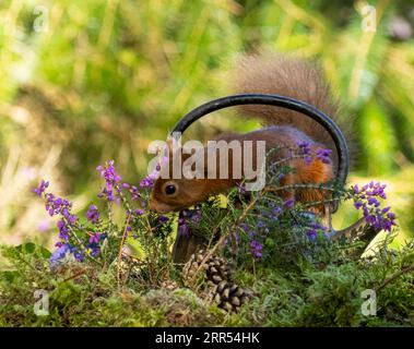 Curious Little Scottish Red Squirrel Sniffing A Flower Stock Photo - Alamy