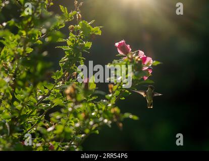 A hummingbird hovers in the morning sun after feeding at a Rose of Sharon blossom. Stock Photo