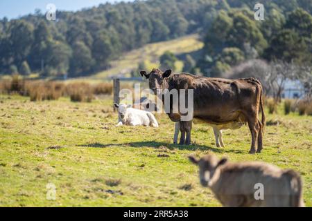 murray grey cows on a farm in america texas Stock Photo