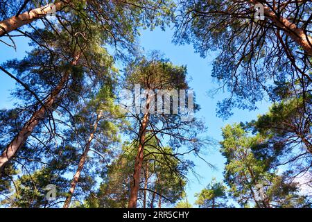 Bottom view of tall pines in the forest against the blue sky Stock Photo