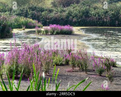 Purple loosestrife flowering at Rodley Nature Reserve, Leeds, England Stock Photo