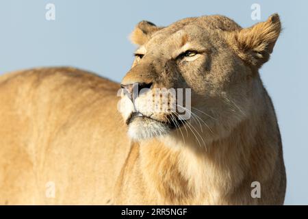 A lion surveys the open veld in the warm morning light in the Kanana concession of the Okavango Delta, Botswana. Stock Photo