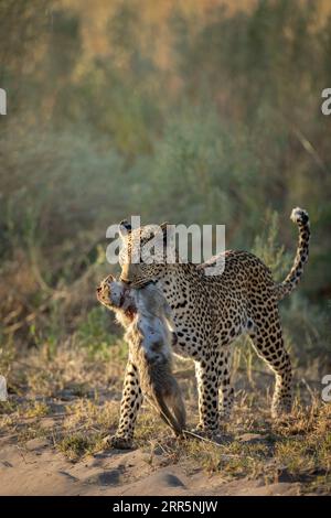 A female leopard moves through the undergrowth after a succesful hunt. She has caught a vervet monkey and is now taking it back to her cub. Stock Photo