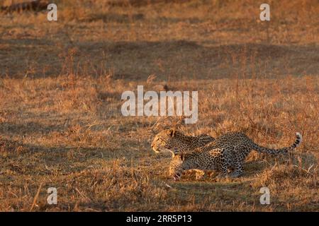 A mother and cub leopard take turns to have a drink in the warm afternoon light in Kanana, Okavango Delta, Botswana. Stock Photo