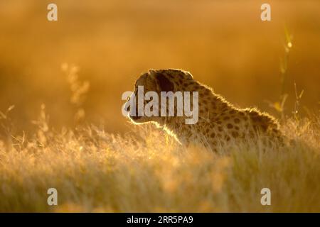 A cheetah rests in the golden afternoon light that is back lighting its face. Okavango Delta, Botswana. Stock Photo