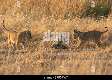 Three cubs play games in the warm morning light after their mother had returned to their nights hiding place, Kanana concession, Okavango Delta, Botsw Stock Photo