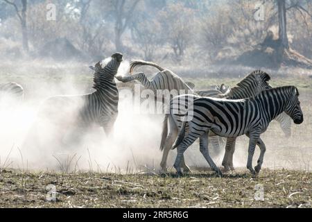 A zebra in a herd kicks another in frustration in a very dusty section of Kanana in the Okavango Delta, Botswana. Stock Photo