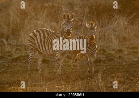 Two zebras stand side by side and are rim lit in Kanana, Okavango Delta, Botswana. Stock Photo