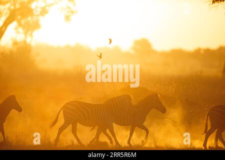 Bright sunlight illuminates dust as a herd of zebra run through it. Kanana, Okavango Delta. Stock Photo
