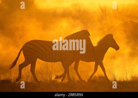 Bright sunlight illuminates dust as a herd of zebra run through it. Kanana, Okavango Delta. Stock Photo