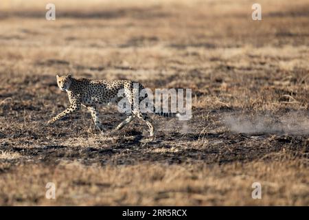 A slender and fast Cheetah makes its way across an open plain as it hunts in the wooded areas of the Okavango Delta, Botswana. Stock Photo