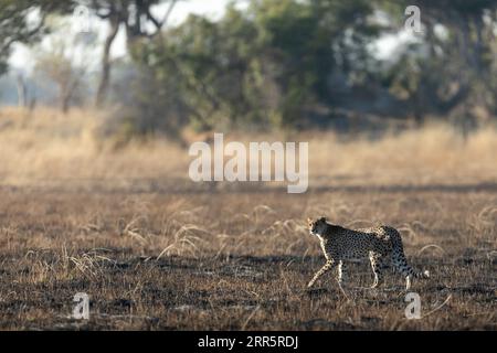 A slender and fast Cheetah makes its way across an open plain as it hunts in the wooded areas of the Okavango Delta, Botswana. Stock Photo