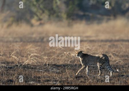 A slender and fast Cheetah makes its way across an open plain as it hunts in the wooded areas of the Okavango Delta, Botswana. Stock Photo