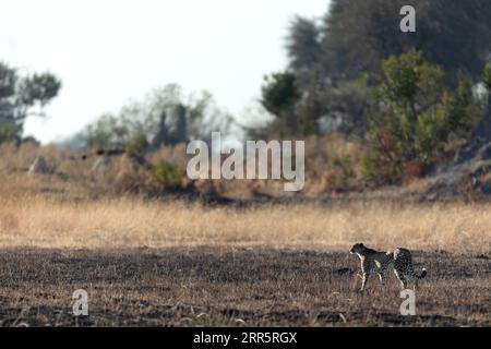 A slender and fast Cheetah makes its way across an open plain as it hunts in the wooded areas of the Okavango Delta, Botswana. Stock Photo