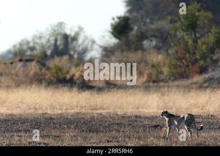 A slender and fast Cheetah makes its way across an open plain as it hunts in the wooded areas of the Okavango Delta, Botswana. Stock Photo