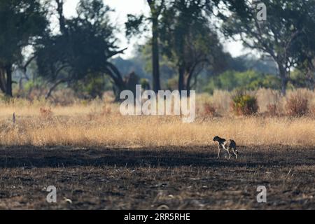 A slender and fast Cheetah makes its way across an open plain as it hunts in the wooded areas of the Okavango Delta, Botswana. Stock Photo