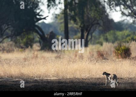 A slender and fast Cheetah makes its way across an open plain as it hunts in the wooded areas of the Okavango Delta, Botswana. Stock Photo