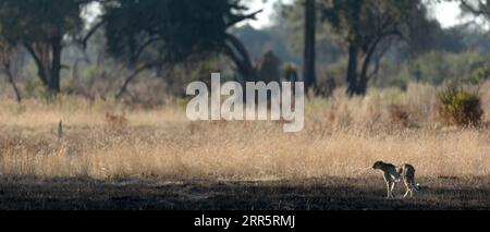 A slender and fast Cheetah makes its way across an open plain as it hunts in the wooded areas of the Okavango Delta, Botswana. Stock Photo