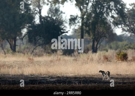 A slender and fast Cheetah makes its way across an open plain as it hunts in the wooded areas of the Okavango Delta, Botswana. Stock Photo