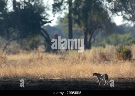 A slender and fast Cheetah makes its way across an open plain as it hunts in the wooded areas of the Okavango Delta, Botswana. Stock Photo