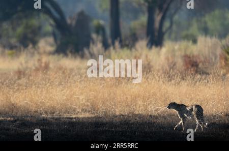 A slender and fast Cheetah makes its way across an open plain as it hunts in the wooded areas of the Okavango Delta, Botswana. Stock Photo