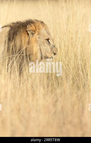 A large male lion moves through the long golden grass of an open savannah in the Okavango Delta, Botswana. Stock Photo