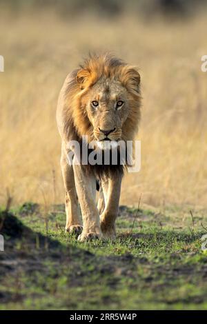A strong male lion walks through open savannah in the Okavango Delta, Botswana. He along with his pride later caught a warthog for a small morning mea Stock Photo