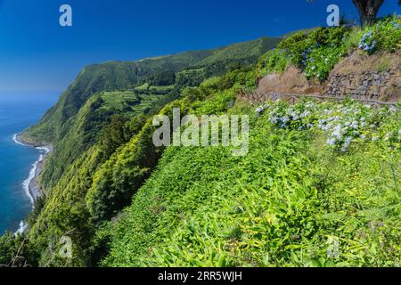 Hiking trail clinging to the cliffs edge framed by blooming hydrangea flowers at Sossego Viewpoint near Nordeste, Sao Miguel Island, Azores, Portugal. Stock Photo