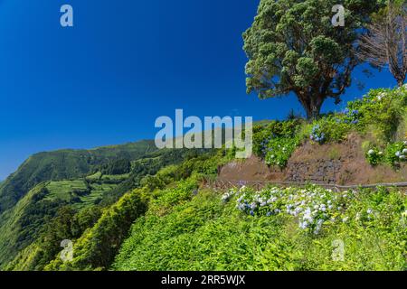 Hiking trail clinging to the cliffs edge framed by blooming hydrangea flowers at Sossego Viewpoint near Nordeste, Sao Miguel Island, Azores, Portugal. Stock Photo