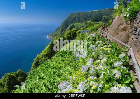 Hiking trail clinging to the cliffs edge framed by blooming hydrangea flowers at Sossego Viewpoint near Nordeste, Sao Miguel Island, Azores, Portugal. Stock Photo