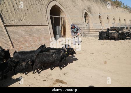 210121 -- LANZHOU, Jan. 21, 2021 -- Staff member Ren Shengde cleans at a farm of the black goat breeding cooperative in Wangwan Village of Zhenyuan County in Qingyang City, northwest China s Gansu Province, Jan. 21, 2021. Zhenyuan County has turned abandoned cave dwellings into goat sheds in recent years.  CHINA-QINGYANG-GOAT-BREEDINGCN MaxSha PUBLICATIONxNOTxINxCHN Stock Photo