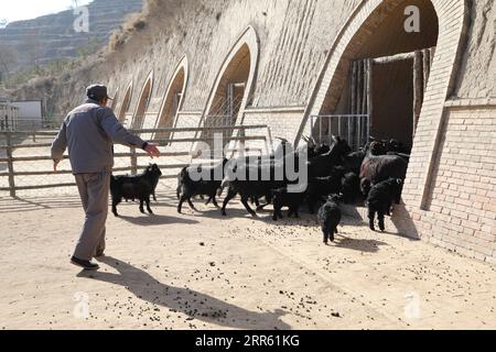 210121 -- LANZHOU, Jan. 21, 2021 -- Staff member Ren Shengde leads goat into the shed at a farm of the black goat breeding cooperative in Wangwan Village of Zhenyuan County in Qingyang City, northwest China s Gansu Province, Jan. 21, 2021. Zhenyuan County has turned abandoned cave dwellings into goat sheds in recent years.  CHINA-QINGYANG-GOAT-BREEDINGCN MaxSha PUBLICATIONxNOTxINxCHN Stock Photo