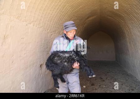 210121 -- LANZHOU, Jan. 21, 2021 -- Staff member Ren Shengde holds a goat at a farm of the black goat breeding cooperative in Wangwan Village of Zhenyuan County in Qingyang City, northwest China s Gansu Province, Jan. 21, 2021. Zhenyuan County has turned abandoned cave dwellings into goat sheds in recent years.  CHINA-QINGYANG-GOAT-BREEDINGCN MaxSha PUBLICATIONxNOTxINxCHN Stock Photo