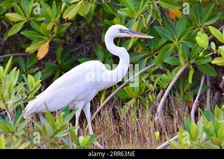 A Great Blue Heron (white morph), (Ardea herodias), in profile, wading in the mangroves of Ambergris Caye, Belize. Stock Photo