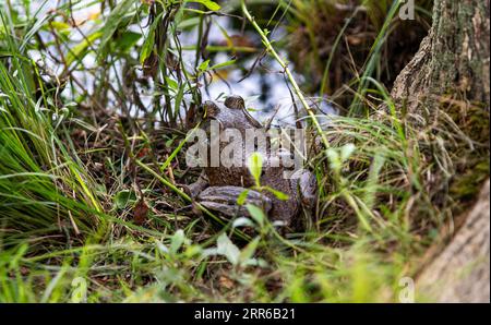 One Bull frog in the grass next to a lake in a park on Long Island close up. Stock Photo