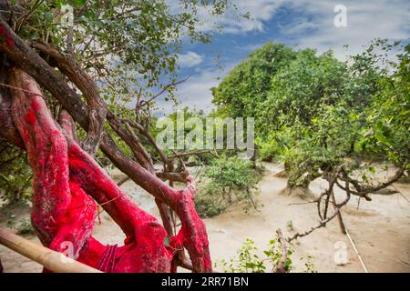 Sindoor on a tree inside Nidhivan. It is one of the Most holy, mysterious and Sacred Place for Hindu people in the holy city of Vrindavan. Stock Photo