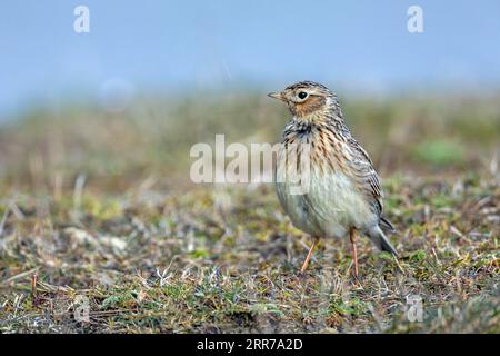 The beautiful singing of the eurasian skylark (Alauda arvensis) can already be heard in March over meadows, fields, abandoned areas and heaths Stock Photo