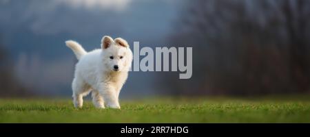 Puppy funny cute White Swiss Shepherd dog portrait on meadow Stock Photo