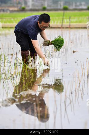 210329 -- GUANGZHOU, March 29, 2021 -- A researcher transplants rice seedlings developed from seeds that had made a round trip to the moon aboard the Chang e 5 probe in an experimental field of the South China Agricultural University in Zengcheng, Guangzhou of south China s Guangdong Province, March 29, 2021. Rice seedlings developed from seeds that had made a round trip to the moon aboard the Chang e 5 probe were transplanted from greenhouse to experimental field on Monday. The seeds had been planted in the greenhouse of the National Engineering Research Center of Plant Space Breeding of Sout Stock Photo