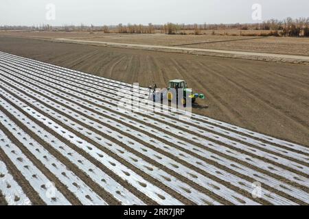 210330 -- KASHGAR, March 30, 2021 -- Farmers cover field with plastic films in Yuli County, northwest China s Xinjiang Uygur Autonomous Region, March 28, 2021. In Xinjiang, cotton spring sowing kicks off from irrigation areas. The peak period of cotton sowing comes in early April in the southern areas, while that in the northern part of the region starts a few days later. Compared with the laborious work in the old days, cotton farming has now become far more efficient and environment-friendly thanks to modern irrigation technologies and agricultural mechanization. Photo by /Xinhua CHINA-XINJI Stock Photo