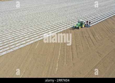 210330 -- KASHGAR, March 30, 2021 -- Farmers cover field with plastic films in Yuli County, northwest China s Xinjiang Uygur Autonomous Region, March 28, 2021. In Xinjiang, cotton spring sowing kicks off from irrigation areas. The peak period of cotton sowing comes in early April in the southern areas, while that in the northern part of the region starts a few days later. Compared with the laborious work in the old days, cotton farming has now become far more efficient and environment-friendly thanks to modern irrigation technologies and agricultural mechanization. Photo by /Xinhua CHINA-XINJI Stock Photo