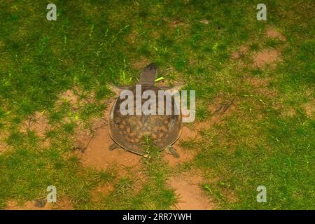 Indian flapshell turtle, Lissemys punctata, Satara, Maharashtra, India Stock Photo