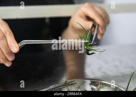 210417 -- CHENGDU, April 17, 2021 -- Researcher Gu Haiyan treats a contaminated seedling of holcoglossum omeiense at a laboratory in Leshan, southwest China s Sichuan Province, April 14, 2021. As an endemic species in Mount Emei area, holcoglossum omeiense is categorized as endangered and plant species with extremely small populations PSESP. It is listed in China Species Red List, China Biodiversity Red List and Rare and Endangered Plants in China, and hence called panda of the plant kingdom. Researchers such as Li Cehong and Gu Haiyan have been dedicated to the protection of the species for y Stock Photo