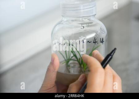 210417 -- CHENGDU, April 17, 2021 -- Researcher Gu Haiyan marks date on a culture flask at a laboratory in Leshan, southwest China s Sichuan Province, April 14, 2021. As an endemic species in Mount Emei area, holcoglossum omeiense is categorized as endangered and plant species with extremely small populations PSESP. It is listed in China Species Red List, China Biodiversity Red List and Rare and Endangered Plants in China, and hence called panda of the plant kingdom. Researchers such as Li Cehong and Gu Haiyan have been dedicated to the protection of the species for years. From the growth cycl Stock Photo