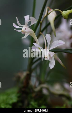 210417 -- CHENGDU, April 17, 2021 -- Undated file photo shows wild holcoglossum omeiense blooming on Mount Emei in Leshan, southwest China s Sichuan Province. As an endemic species in Mount Emei area, holcoglossum omeiense is categorized as endangered and plant species with extremely small populations PSESP. It is listed in China Species Red List, China Biodiversity Red List and Rare and Endangered Plants in China, and hence called panda of the plant kingdom. Researchers such as Li Cehong and Gu Haiyan have been dedicated to the protection of the species for years. From the growth cycle to eac Stock Photo