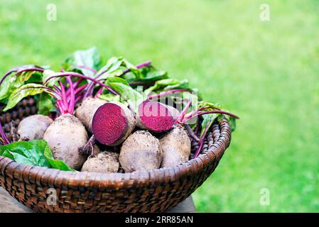 Fresh harvested beetroots in basket, pile of homegrown organic beets with leaves on garden background Stock Photo